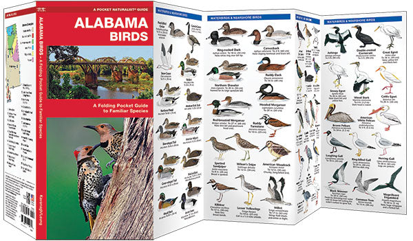 Alabama Birds