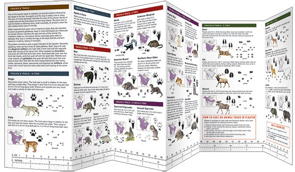 Animal Tracking