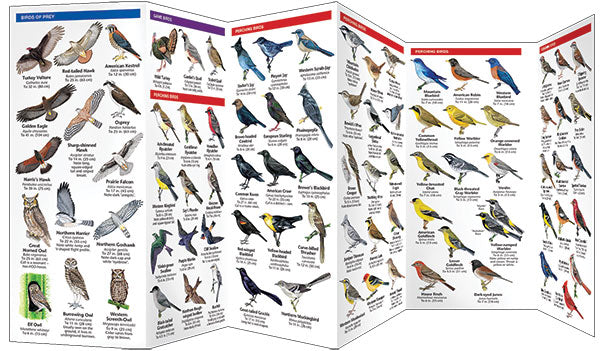 Arizona Birds
