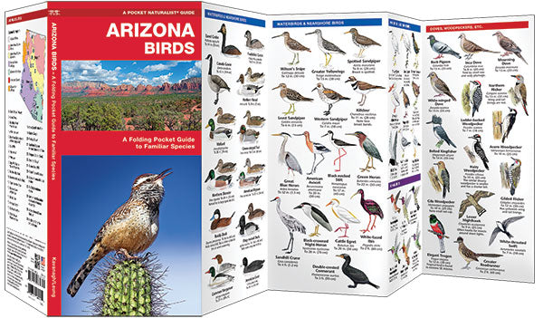 Arizona Birds