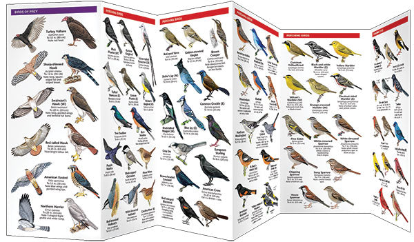 Backyard Birds of North America
