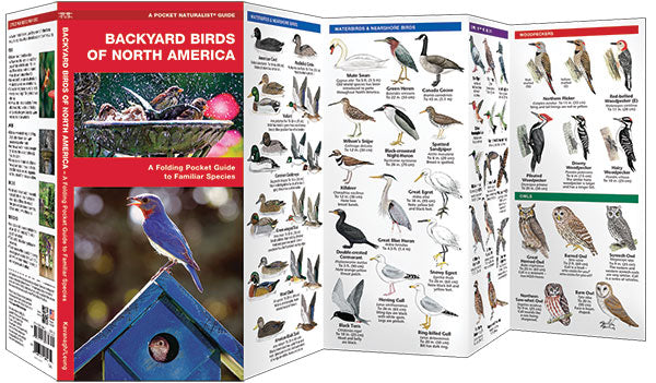 Backyard Birds of North America