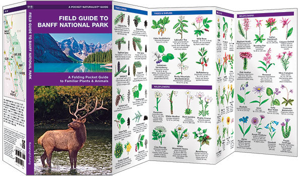Field Guide to Banff National Park