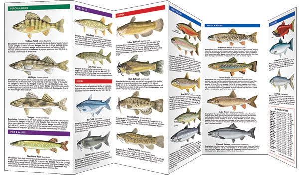 Bass & Freshwater Game Fish