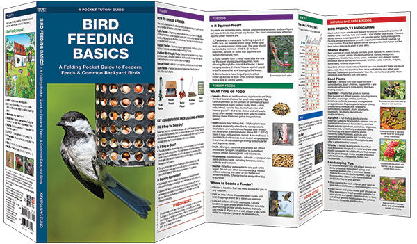 Bird Feeding Basics