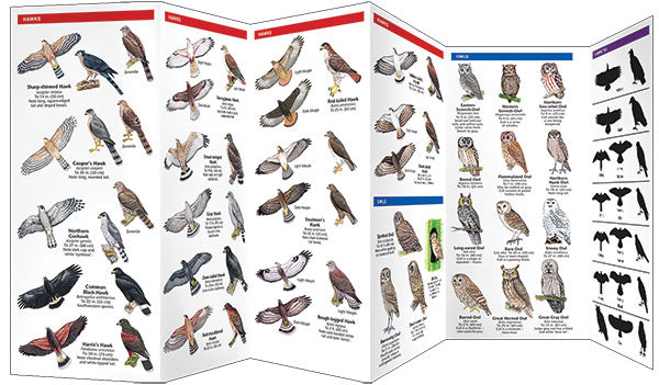 Birds of Prey