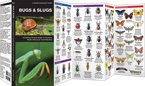 Bugs & Slugs