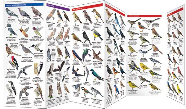 California Birds