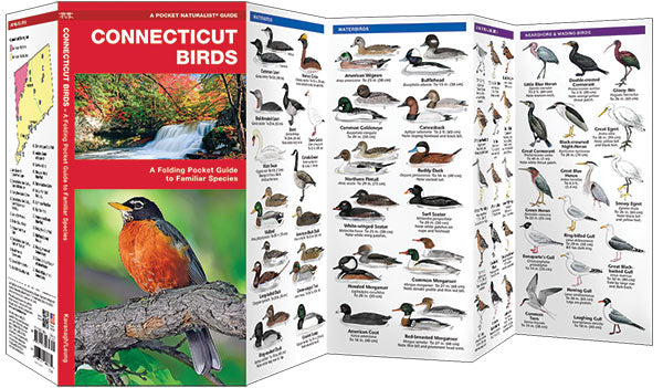 Connecticut Birds