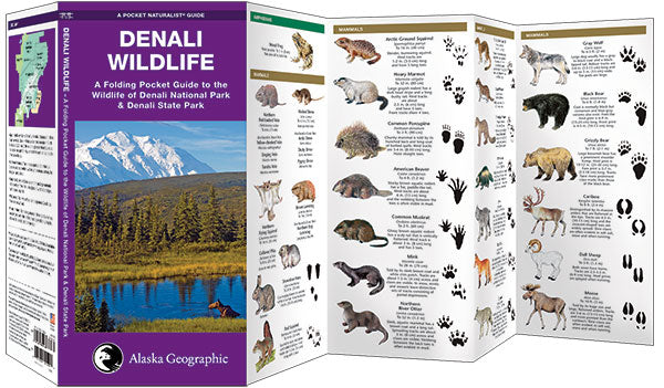 Denali Wildlife