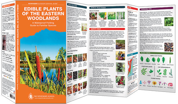 Edible Plants of the Eastern Woodlands
