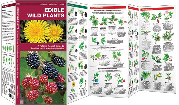 Edible Wild Plants