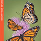 Great Lakes Butterflies & Pollinators