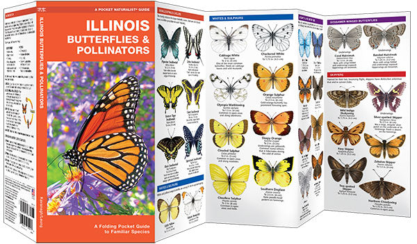 Illinois Butterflies & Pollinators
