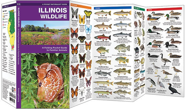 Illinois Wildlife
