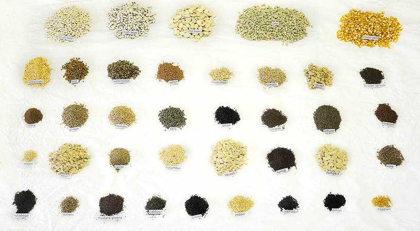Heaven's Harvest Heirloom Vegetable Seed Bucket