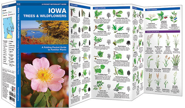 Iowa Trees & Wildflowers