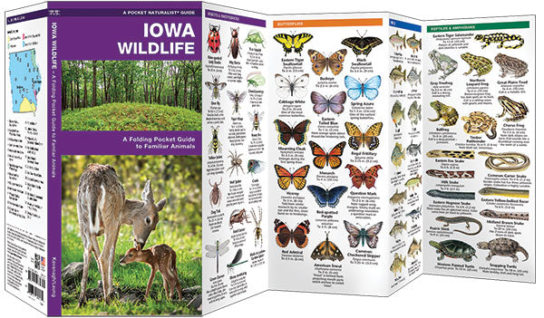 Iowa Wildlife