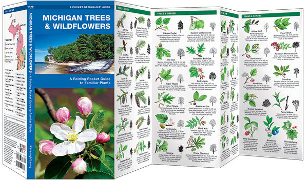 Michigan Trees & Wildflowers