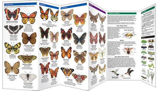 Minnesota Butterflies & Pollinators