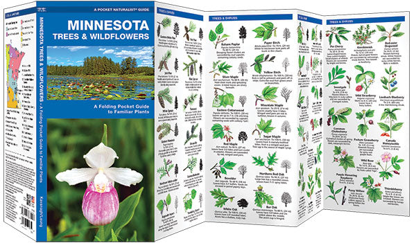 Minnesota Trees & Wildflowers