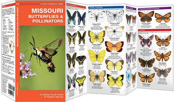 Missouri Butterflies & Pollinators