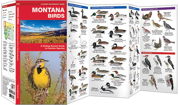 Montana Birds