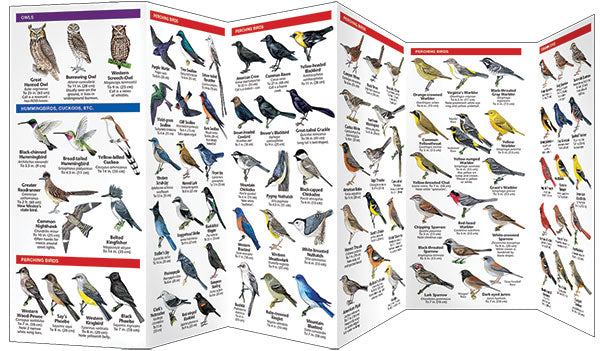 New Mexico Birds