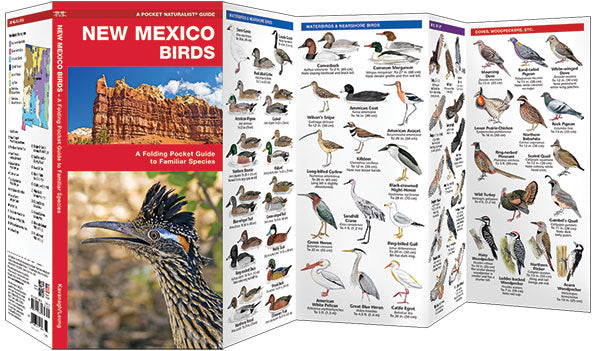 New Mexico Birds