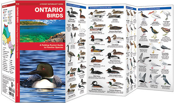 Ontario Birds
