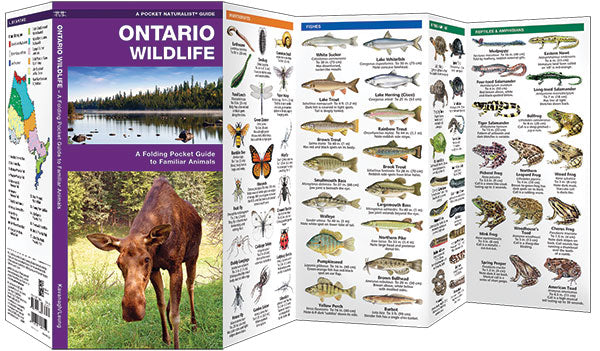 Ontario Wildlife