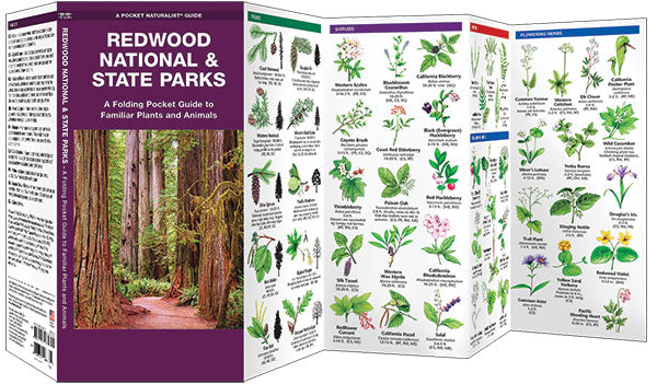 Redwood National & State Parks