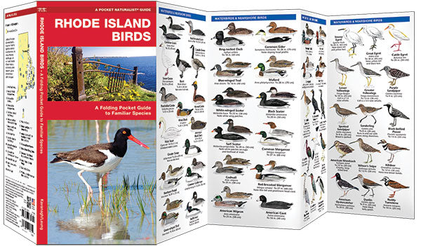 Rhode Island Birds
