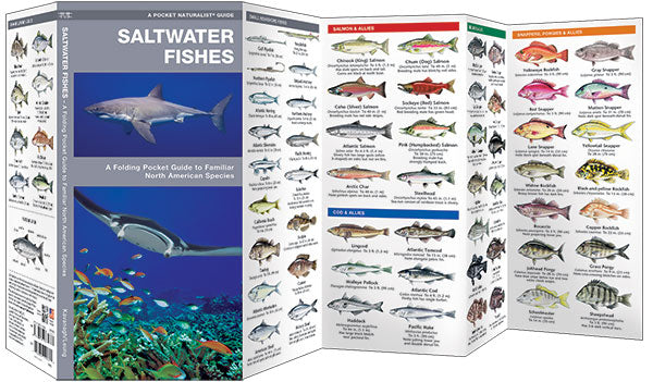 Saltwater Fishes