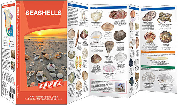 Seashells
