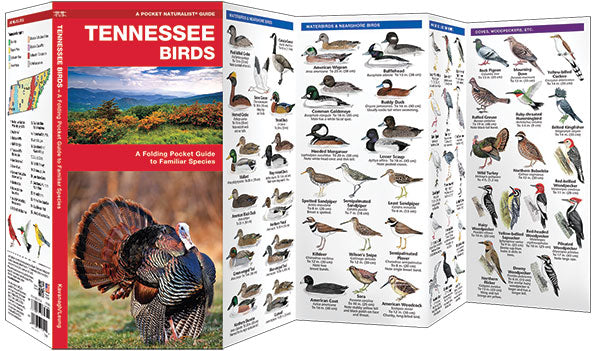 Tennessee Birds