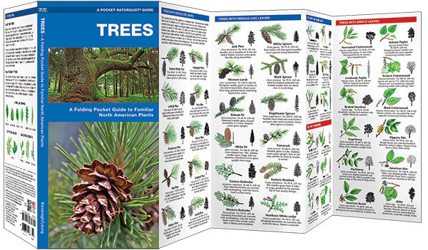 Trees
