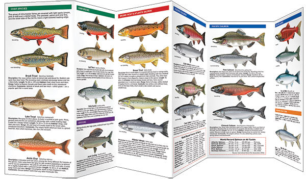 Trout & Salmon
