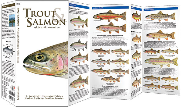 Trout & Salmon