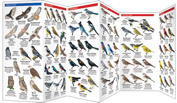 Utah Birds