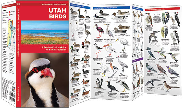 Utah Birds