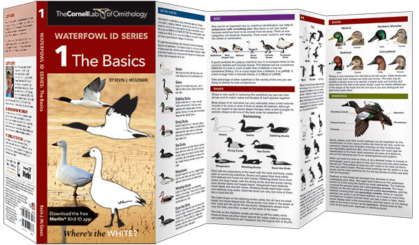 Waterfowl ID Series - 1 The Basics