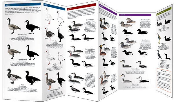 Waterfowl ID Series - 3 Sea Ducks & Others