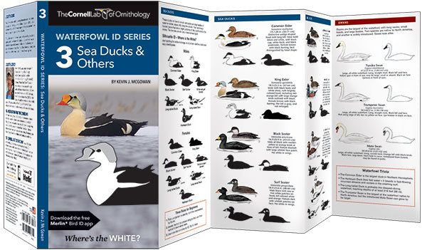 Waterfowl ID Series - 3 Sea Ducks & Others