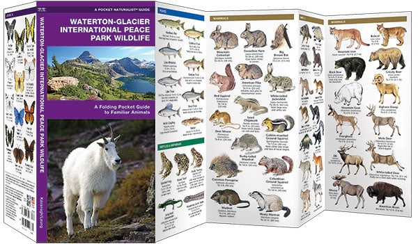 Waterton-Glacier International Peace Park Wildlife