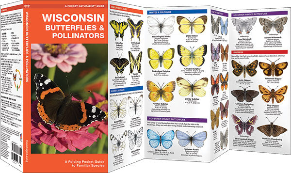 Wisconsin Butterflies & Pollinators