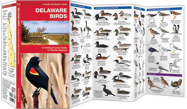 Delaware Birds