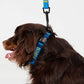 NRS Dog Collar