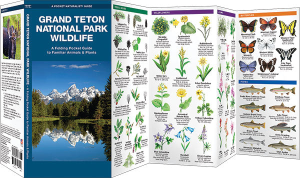 Grand Teton National Park Wildlife