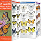 Great Lakes Butterflies & Pollinators